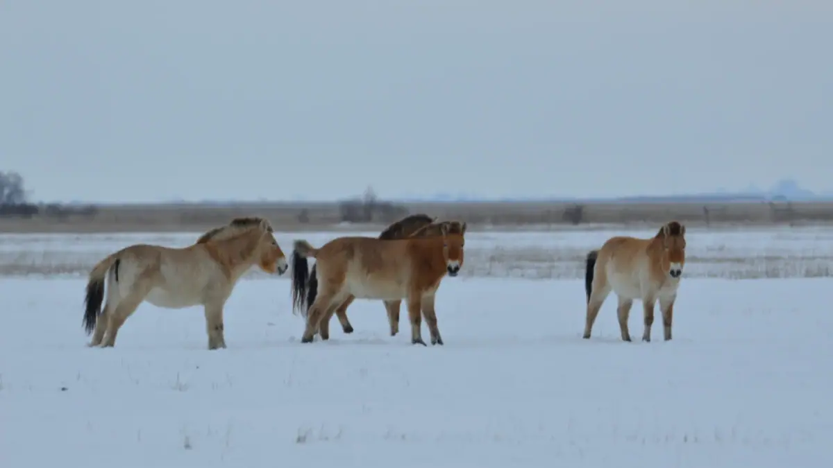 Hortobágyi Nemzeti Park